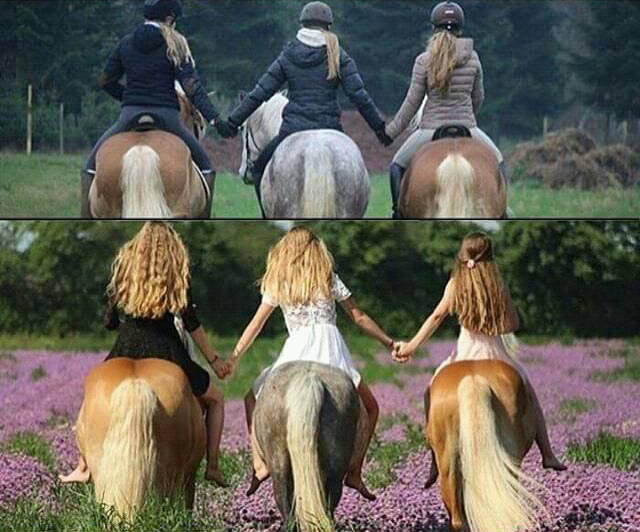 Horse Friends